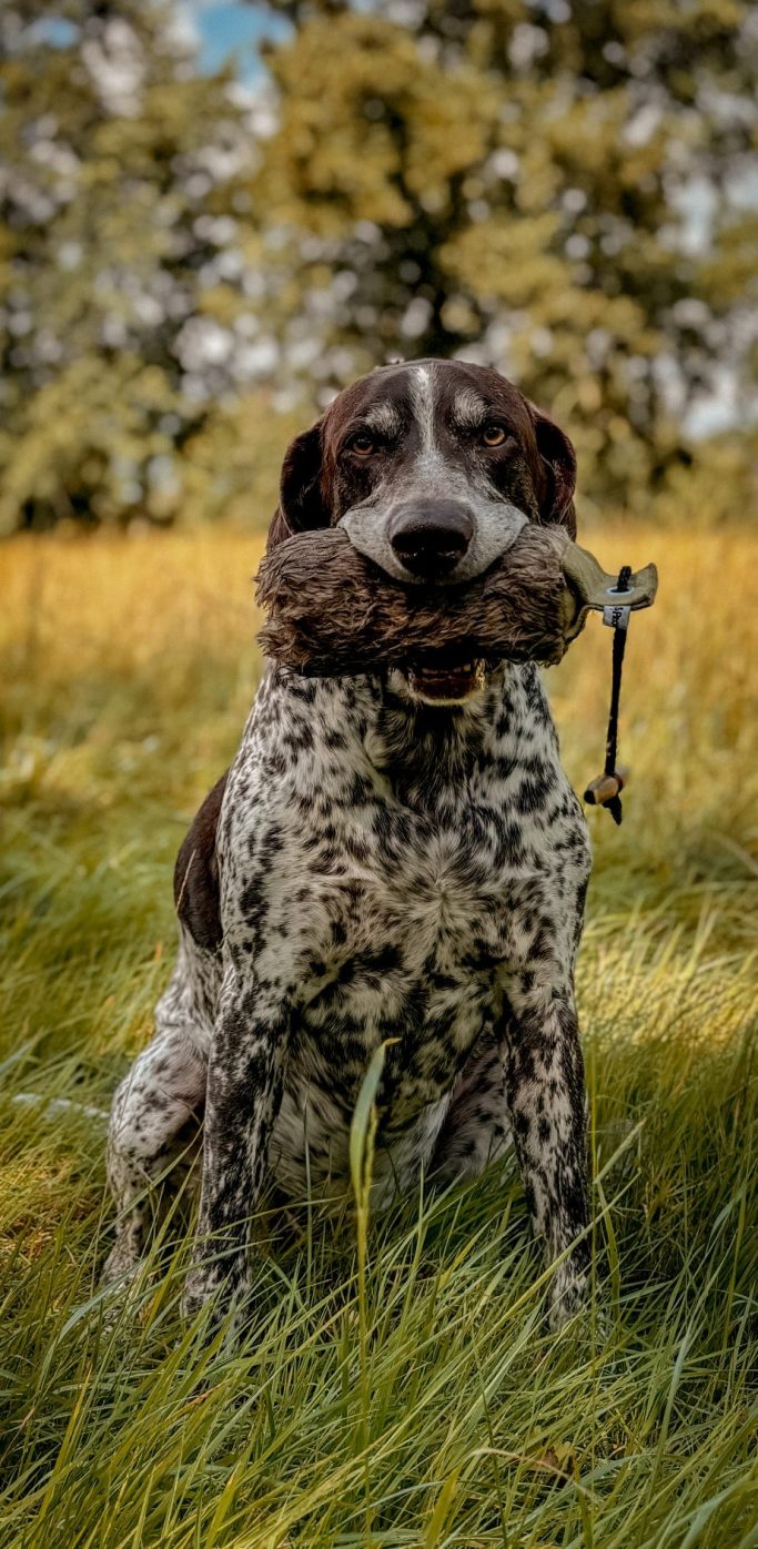 Hundephysio Ostfriesland Brauner Hund mit geflecktem Fell sitzt im Gras und hält einen Knochen im Maul.